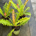 3 -Blechnum brasiliense